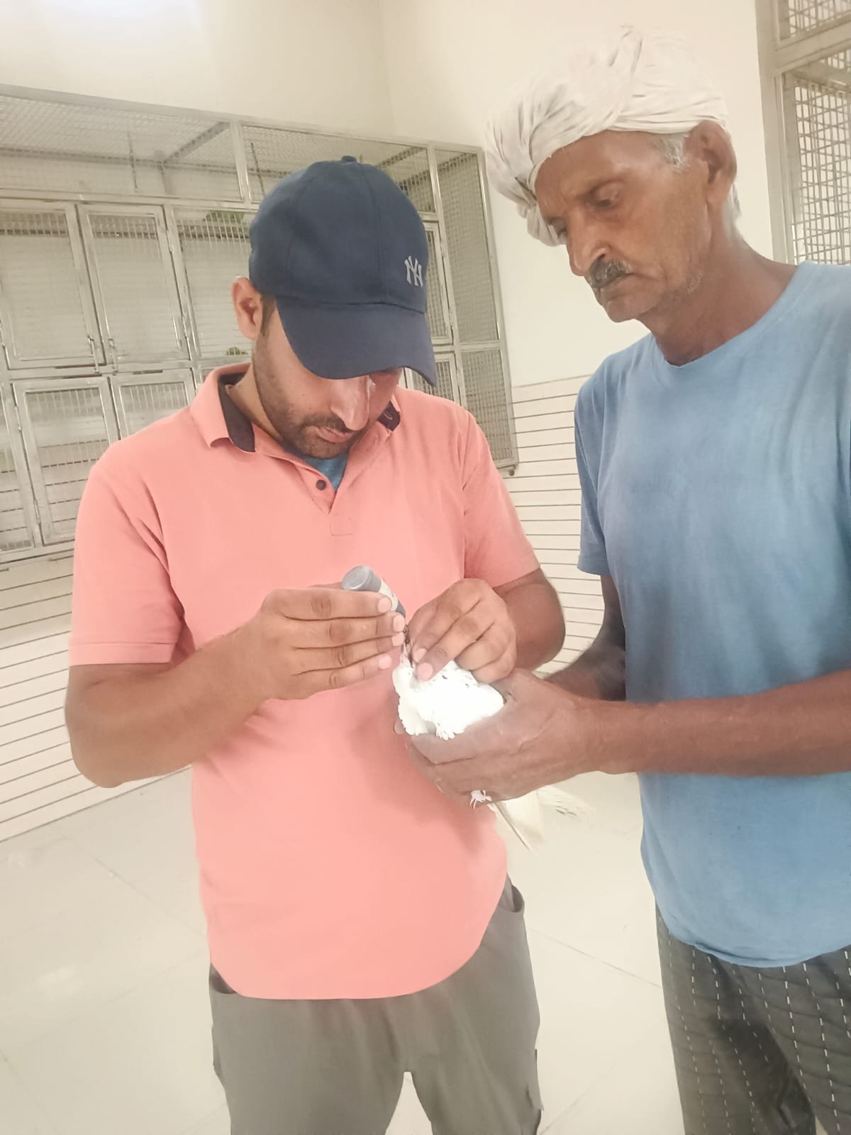 Bird care at Pakshi Ghar Jeev Daya Sansthan
