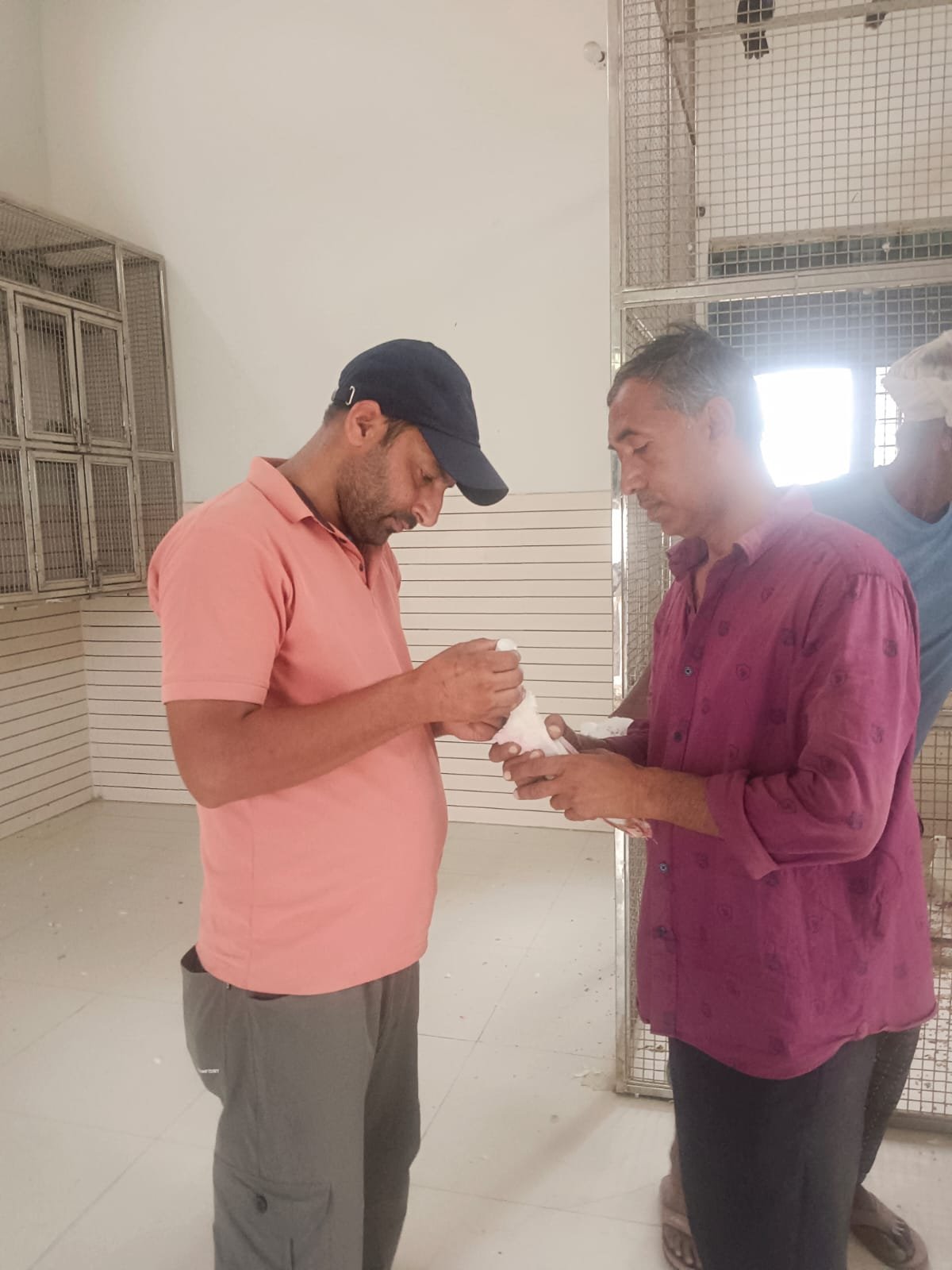 Pigeon treatment at Pakshi Ghar Baghpat