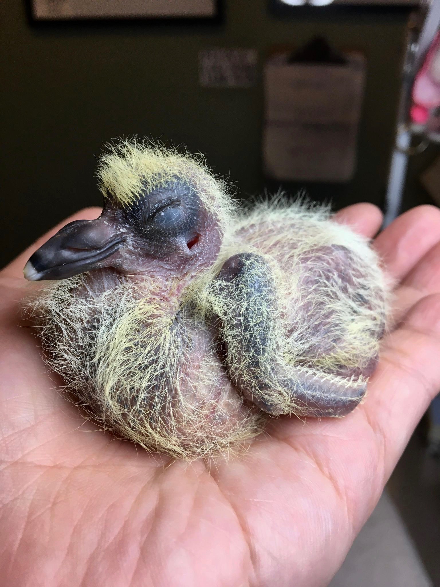 Bird Hospital veterinary care Jeev Daya Sansthan