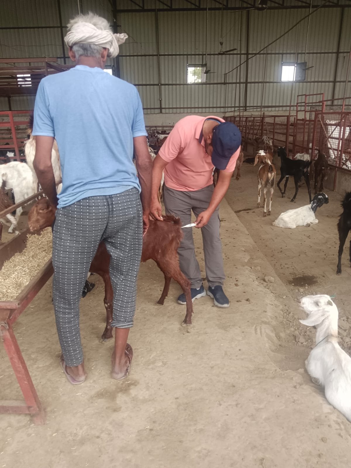 Goat vaccination at Jeev Daya Sansthan