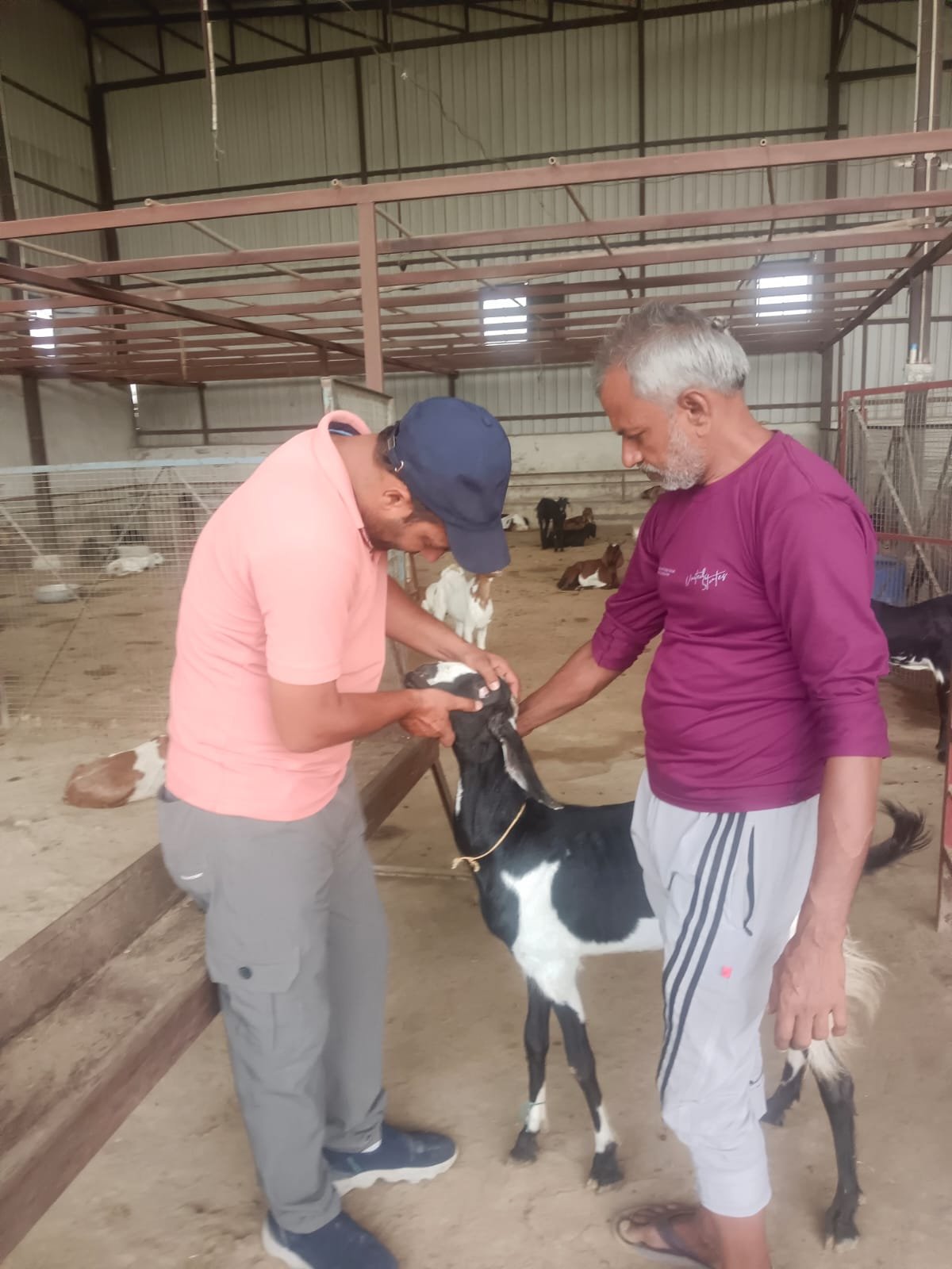 Rescued goat being held at Bakrashala