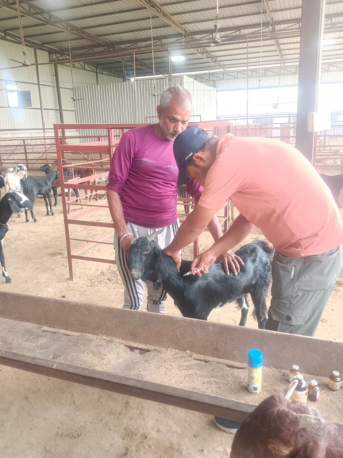 Daily goat care at Jeev Daya Sansthan Baghpat