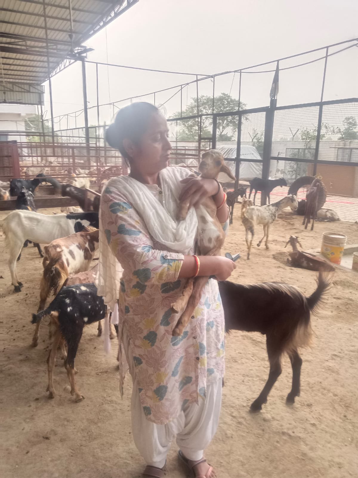 Medical treatment for goats at Bakrashala