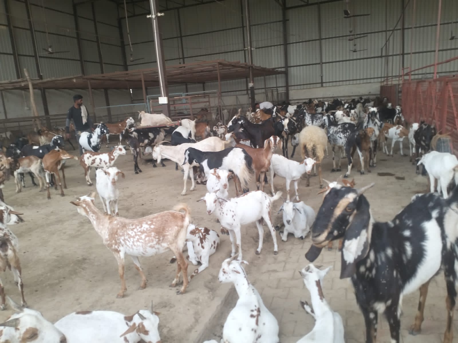 Goats inside Bakrashala shelter Baghpat